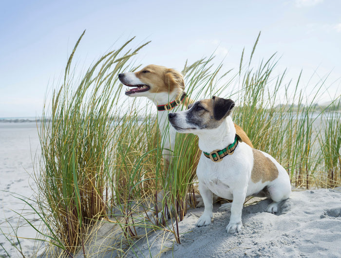 subwooferdog-two-cream-and-tan-dogs-in-the-sand-dunes-wearing multi-coloured-striped-collars-with-brass-hardware