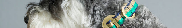 subwooferdog-schnauzer-wearing-luxury-striped-dogcollar