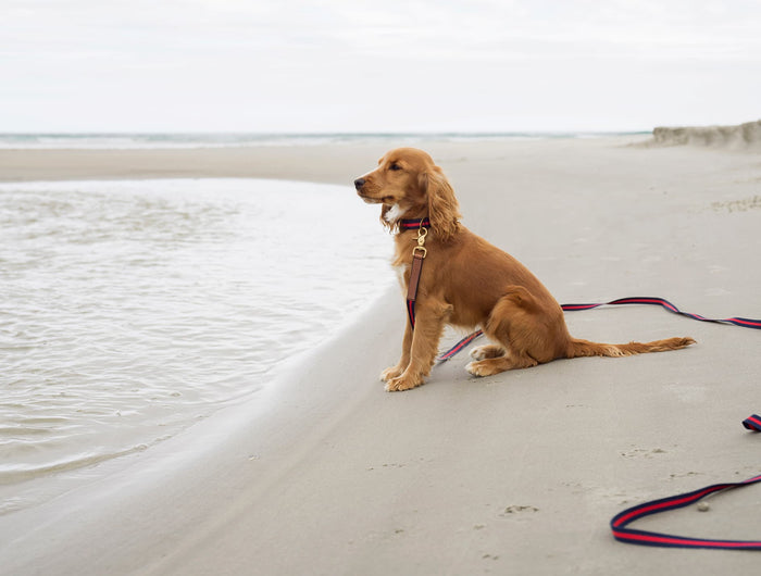 subwooferdog-cockerspaniel-wearing-training-longline-at-beach