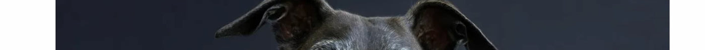 Fennec