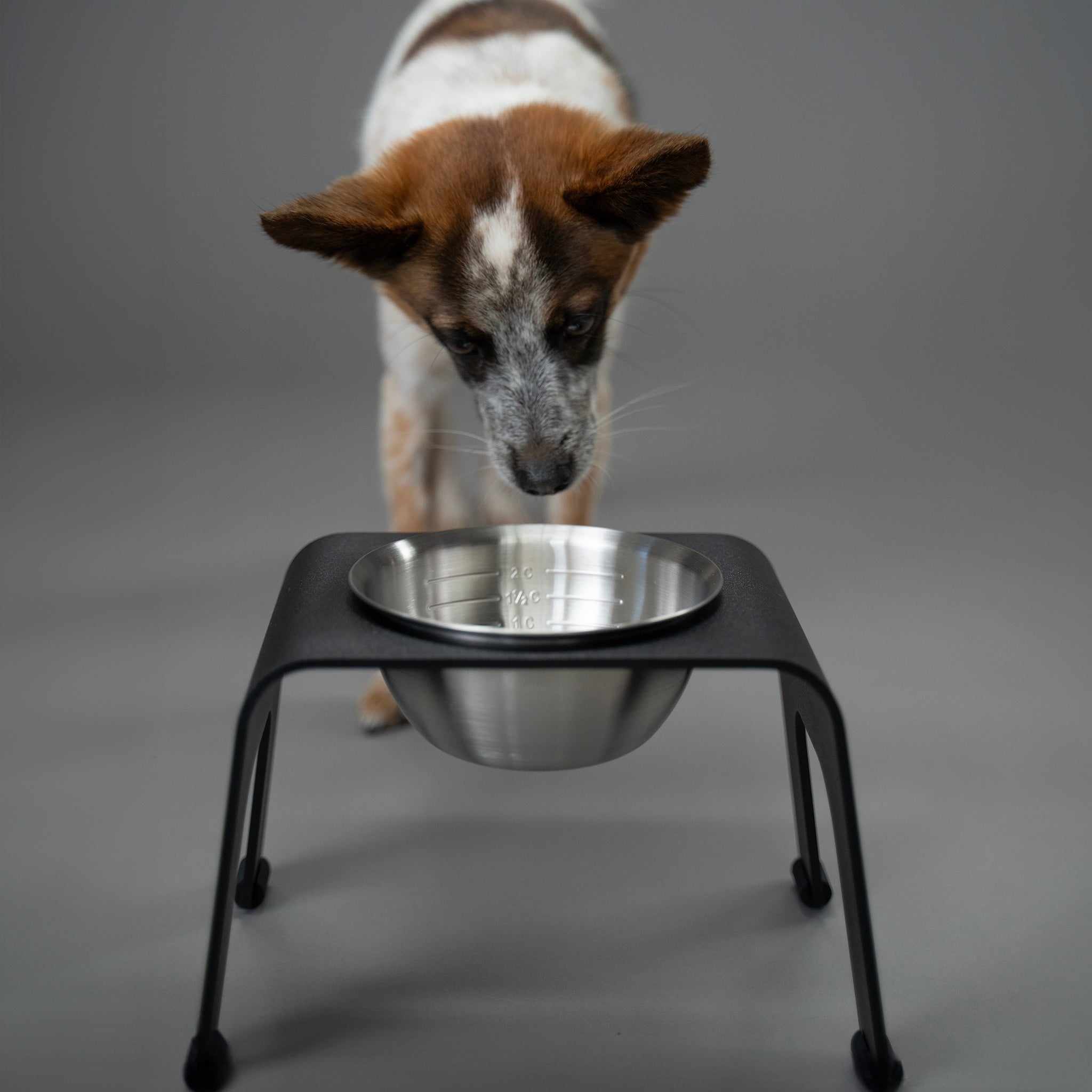 Why Bowl Elevation is Good for Your Pet