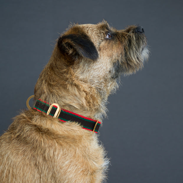 subwooferdog-profile-of-border-terrier-wearing-a black-red-and-green-striped-collar-with-polished-brass-hardware