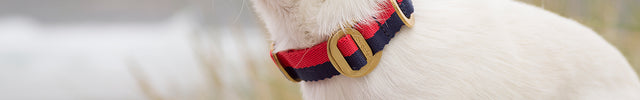 subwooferdog-white-chihuahua-in -sand-dunes-wearing-red-and-blue-collar-with-brass-hardware