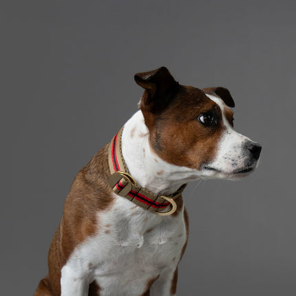 Starter Set - Collar + Lead Large