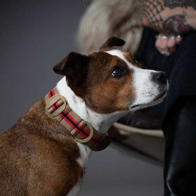 PIHA Dog Collar Large - Sand Red ®