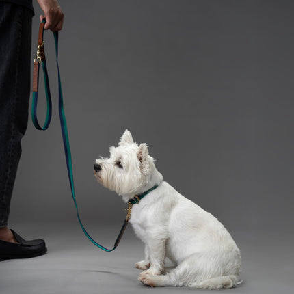 Starter Set - Collar + Lead 20mm