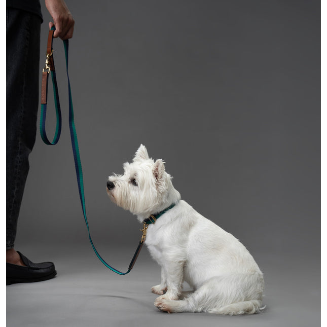 Starter Set - Collar + Lead 20mm