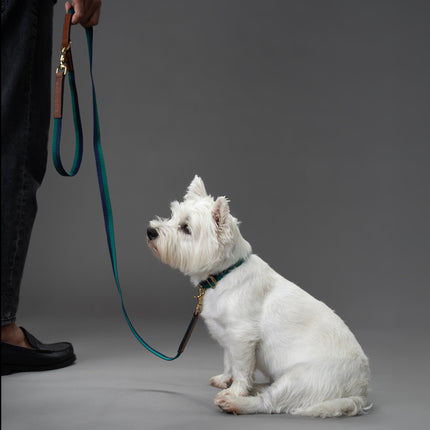 Explorer Set - Collar + Lead + Long Line 20mm
