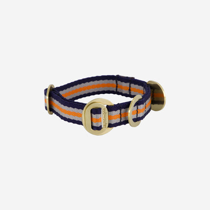 clear-cut-shot-of-orange-and-blue-striped-collar-withpolished-brass-hardware