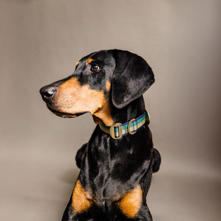PIHA Dog Collar 35mm - Emerald Sand ®