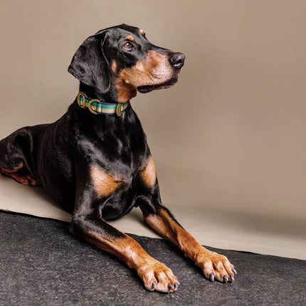PIHA Dog Collar 35mm - Emerald Sand ®