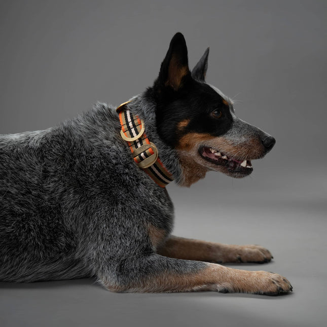 PIHA Dog Collar Large - Orange Sand ®