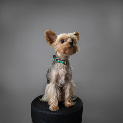 Starter Set - Collar + Lead Tiny