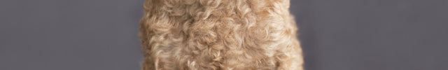 Skye, a small senior apricot poodle, wearing a 14mm PIHA collar with gold hardware