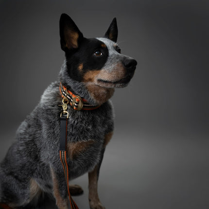 Explorer Set - Collar + Lead + Long Line Large